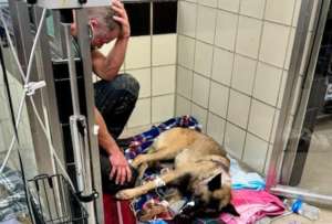 El perrito &quot;Rocky&quot; se encuentra fuera de peligro, luego de ser atacado a disparos por un delincuente.