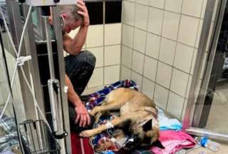 El perrito &quot;Rocky&quot; se encuentra fuera de peligro, luego de ser atacado a disparos por un delincuente.