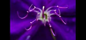 Noroccidente de Pichincha protege celosamente su flora y fauna