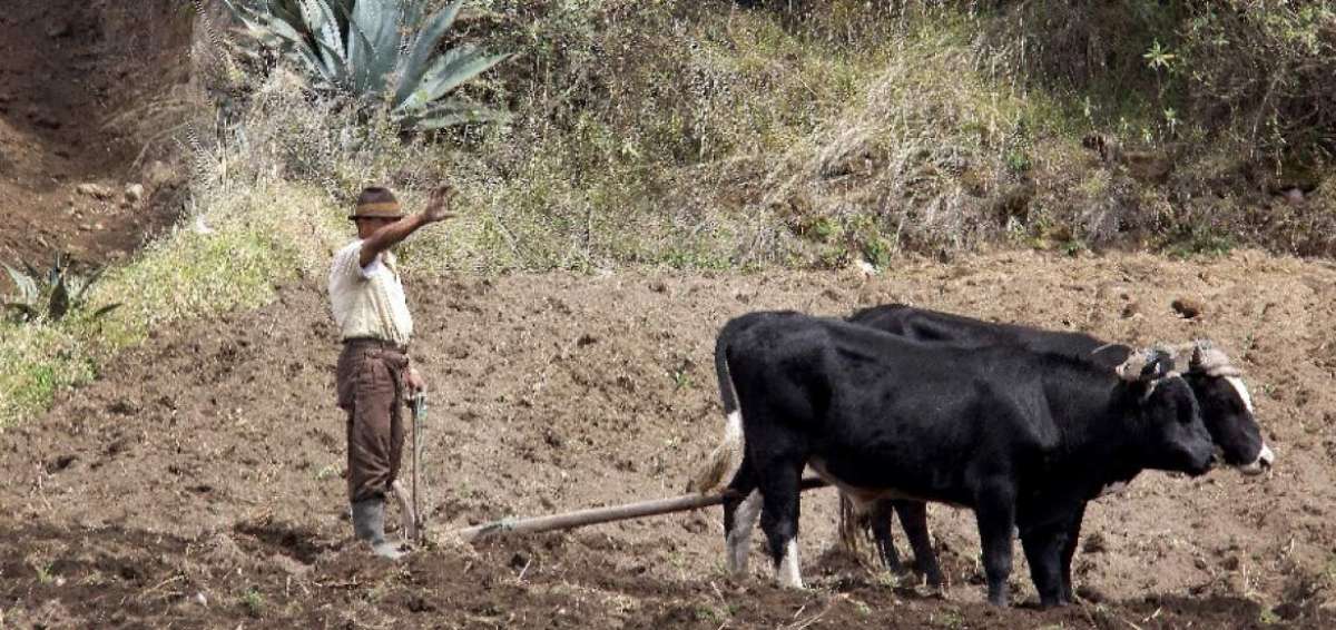 Los habitantes de este barrio recuerdan que la mayor&iacute;a de personas del sector trabajan en la agricultura.