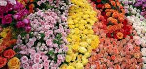 San Valent&iacute;n es una de las fechas m&aacute;s importantes para los floricultores ecuatorianos. En 2019, se exportaron m&aacute;s de 35.000 toneladas de flores que llegaron a m&aacute;s de 100 mercados internacionales.