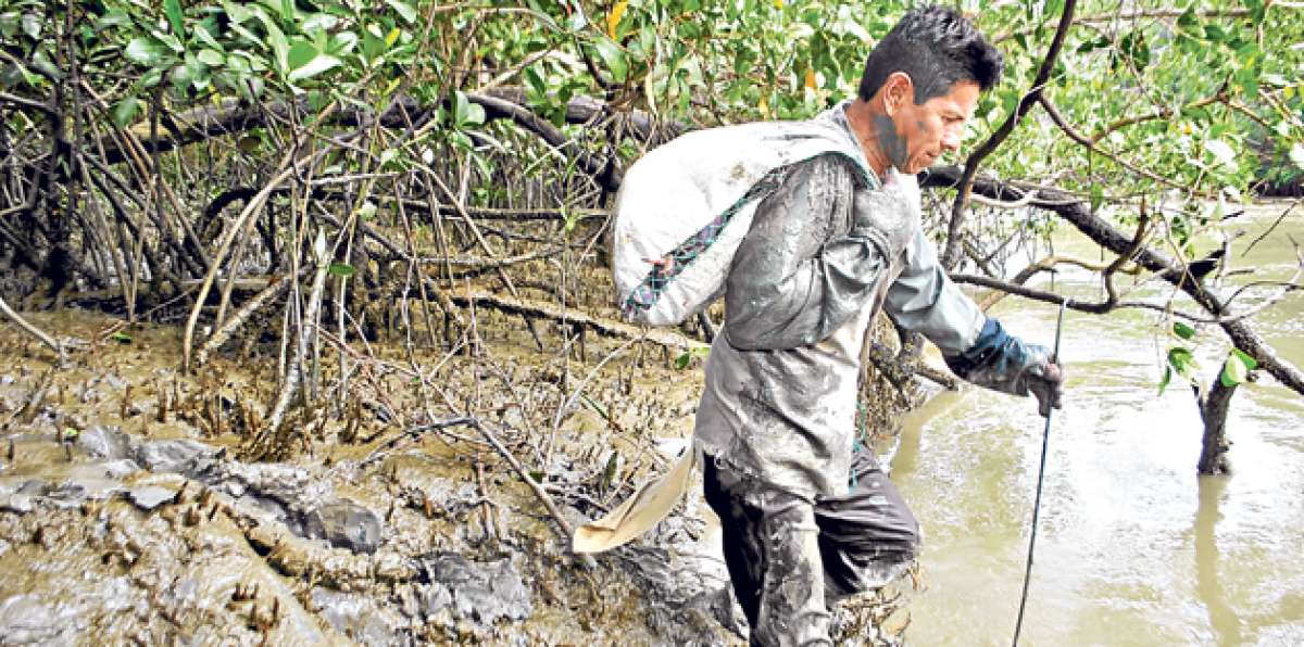 Las personas encargadas de capturar el cangrejo laboran desde la madrugada en los manglares. Foto: Fabricio Cruz/ El Tel&eacute;grafo