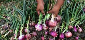 En Santa Elena hay alrededor de 400 hect&aacute;reas de cebolla sembradas. Antes eran m&aacute;s de $ 600 has.