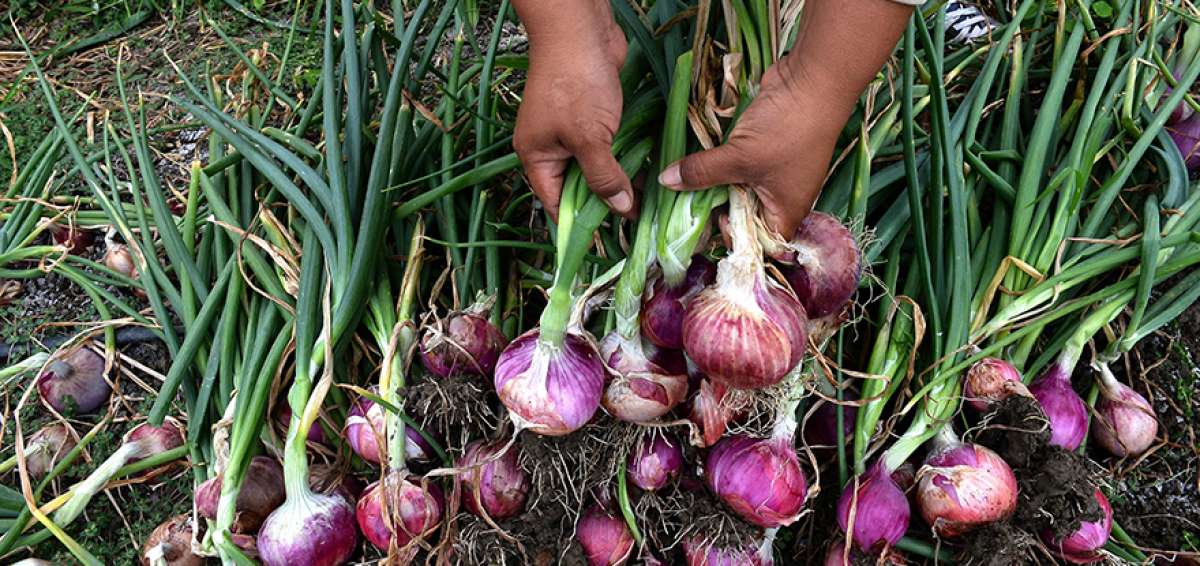 En Santa Elena hay alrededor de 400 hect&aacute;reas de cebolla sembradas. Antes eran m&aacute;s de $ 600 has.
