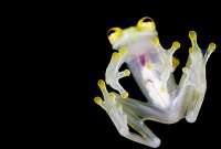 Como la mayoría de los anfibios, las ranas de cristal son indicadores del buen estado de conservación del bosque y limpieza de los cuerpos de agua. En nuestro país se conocen 64 especies de ranas de cristal, incluidas estas dos nuevas especies, de la