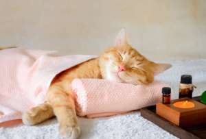 Gatos masajistas: la nueva sensación en los spas de Japón