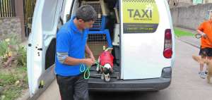 En Cuenca, las mascotas tienen su propio taxi