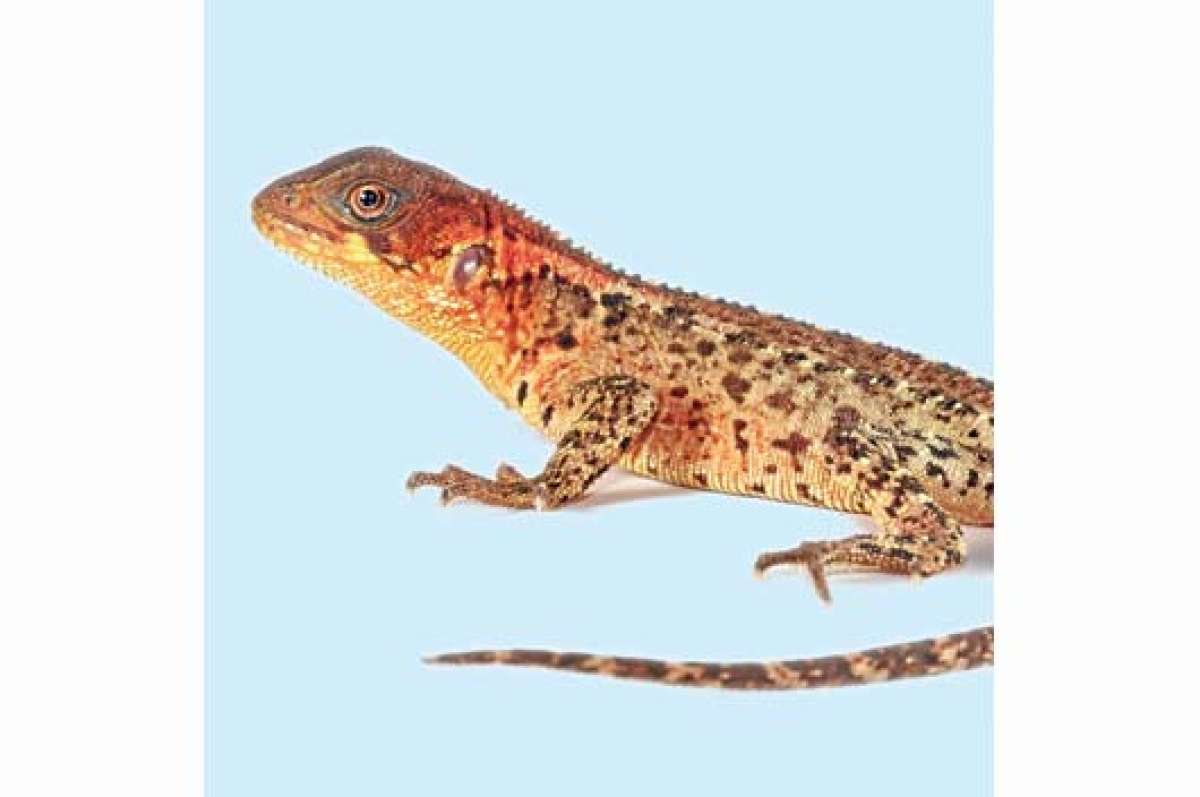 Ecuador reporta al menos 450 especies de reptiles