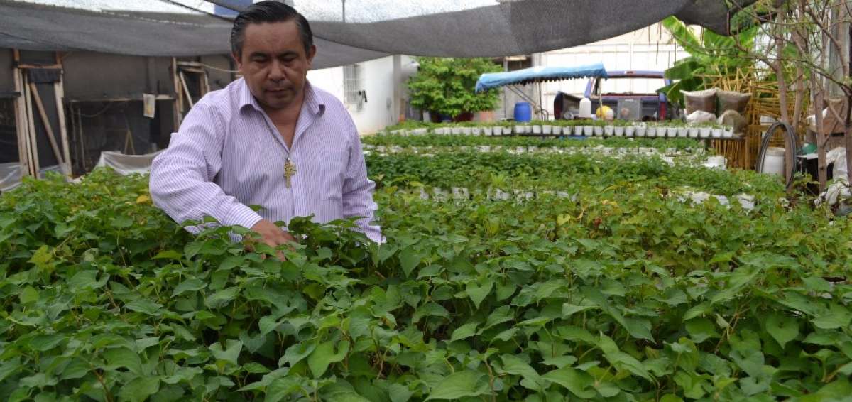 En su vivero, ubicado en Dur&aacute;n (Guayas), Arcentales cultiva 11 plantas medicinales como la dulcamara, ginseng, chop suey, jotunia, cudami.