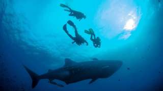 Una de las mejores experiencias es nadar con lobos en el Muelle Tijeretas, de la isla San Cristóbal. 