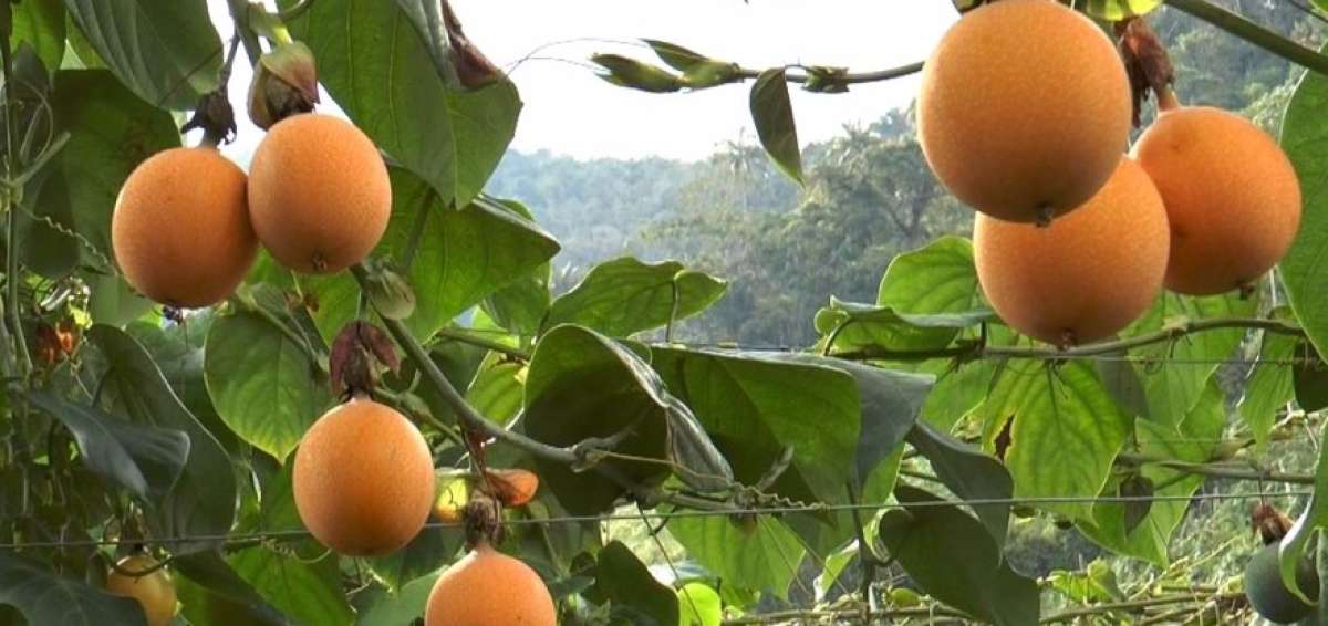 Agricultores de Loja diversifican su producci&oacute;n de huertas familiares