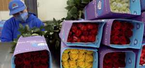 Floricultura pierde 60% de sus ventas por covid-19
