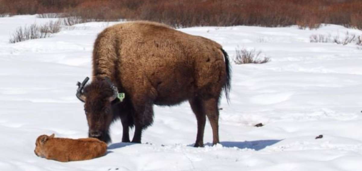Nace un bisonte por primera vez en 140 a&ntilde;os en un parque de Canad&aacute;