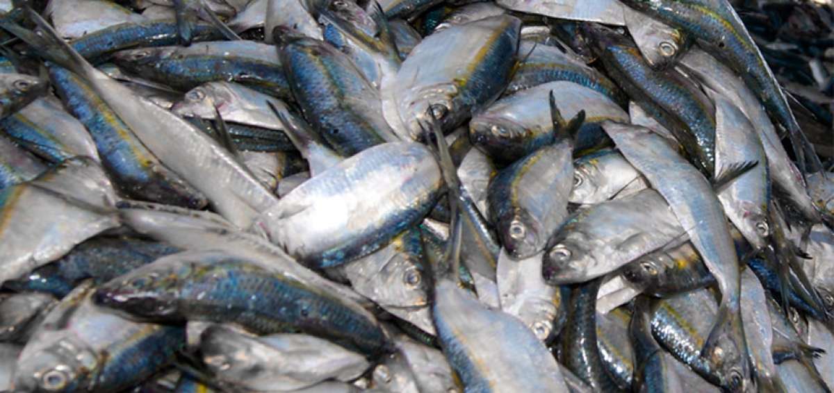 Durante los meses de veda, la flota pesquera industrial con red de cerco permanecer&aacute; en puerto, a fin de garantizar la sustentabilidad de las especies.