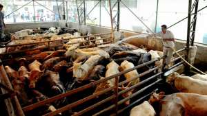 En Ecuador se faenan alrededor de 970.000 reses al a&ntilde;o (en los camales formales), lo que equivale a 220.000 toneladas. Foto: Pilar Vera |  El Tel&eacute;grafo