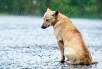 Ante la presencia del Fenómeno El Niño es importante conocer cómo evitar que este afecte a nuestros animales.