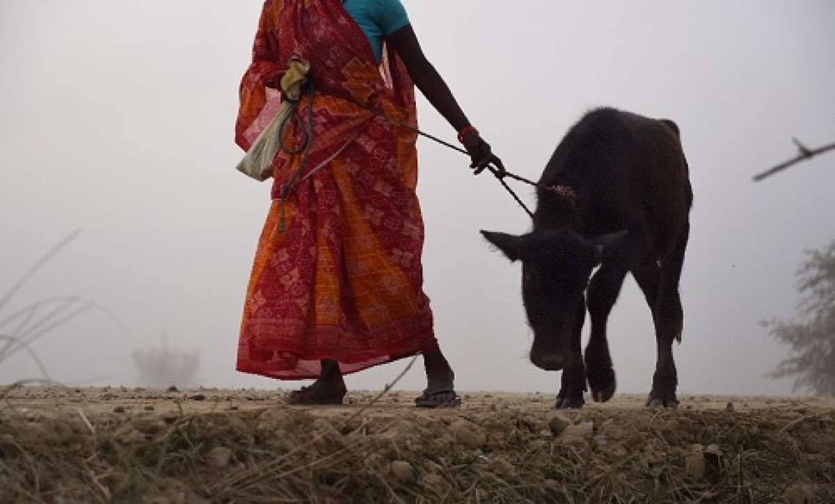 Nepal: inicia sacrificio de cientos de miles de animales pese a protestas