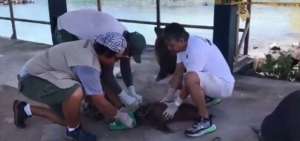 Guardaparques liberan a lobo marino de una cuerda