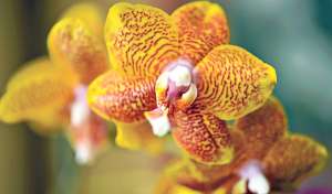 D&iacute;a de la Madre en un singular orquideario