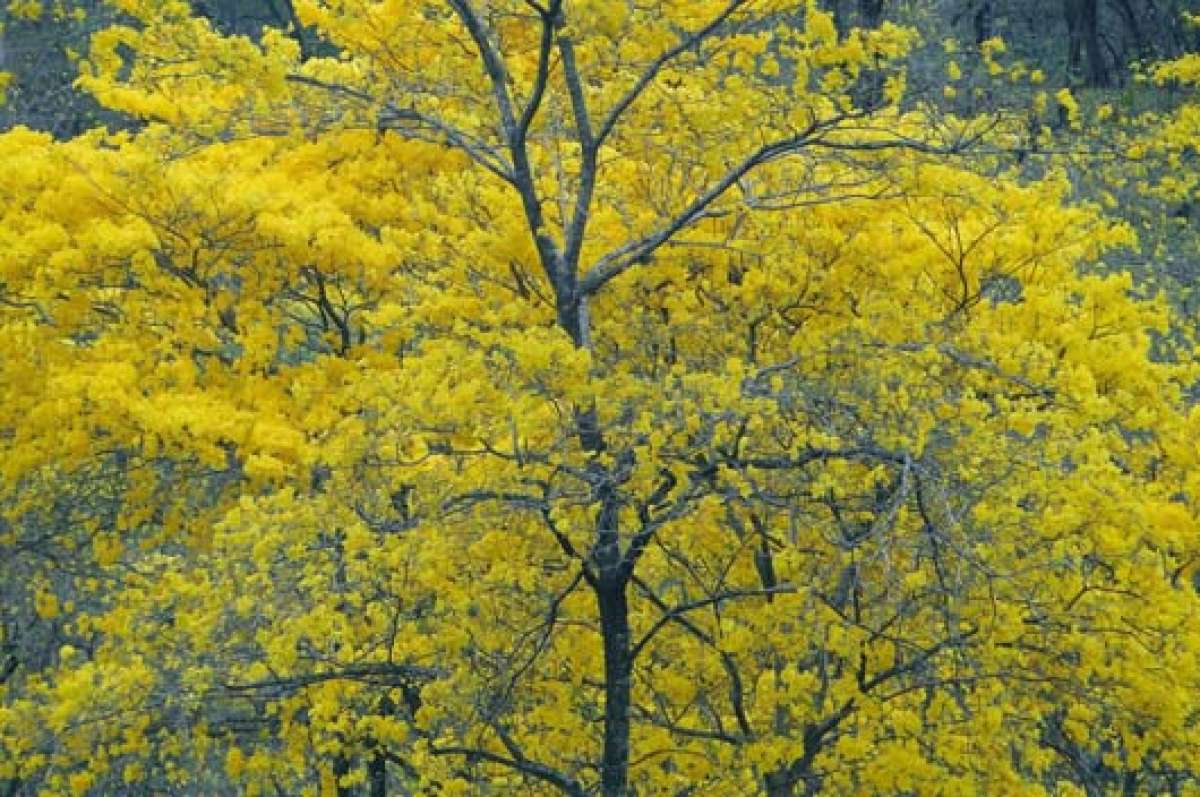 El bosque seco de Loja tiene un espacio de 307.600 hect&aacute;reas de terreno, en el que habitan diversas especies de animales. Foto: Lylibeth Coloma / El Tel&eacute;grafo