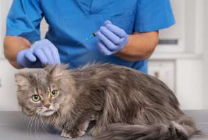 Vacunación gratuita de gatitos en Quito.