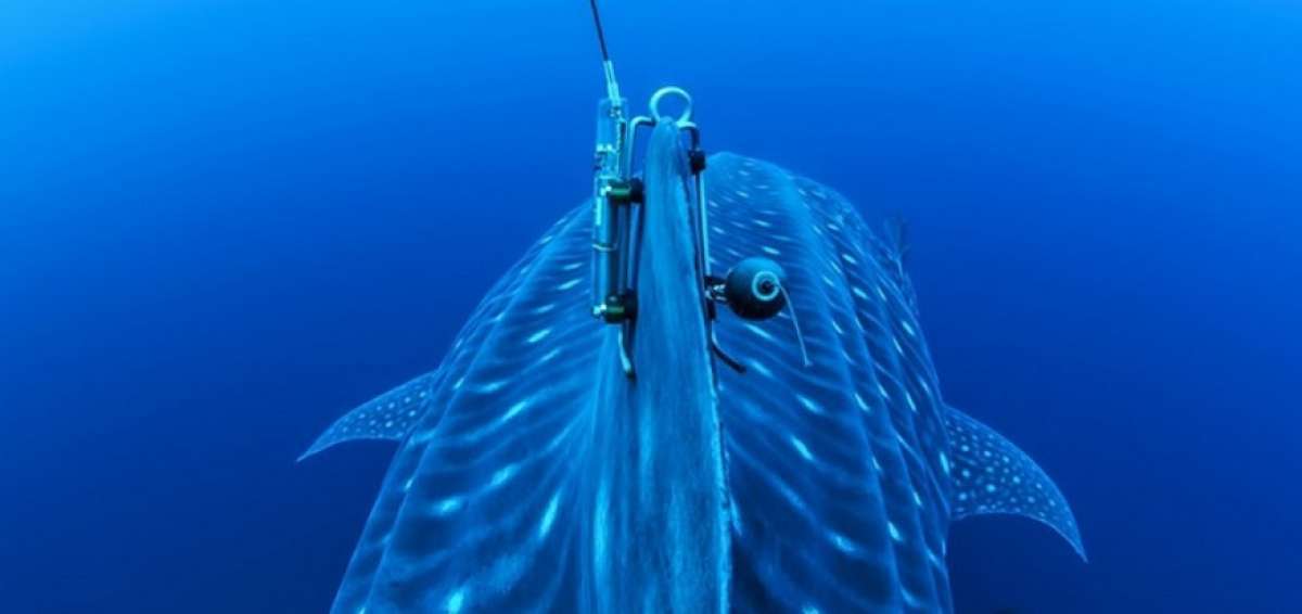 Tibur&oacute;n ballena deja de transmitir ubicaci&oacute;n, alerta autoridad de Gal&aacute;pagos
