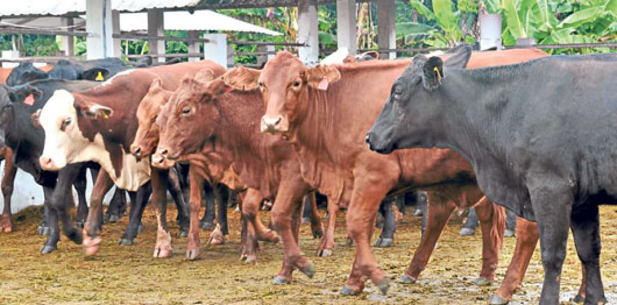 300 ejemplares del ganado de calidad participar&aacute;n en la Feria Holstein 2015