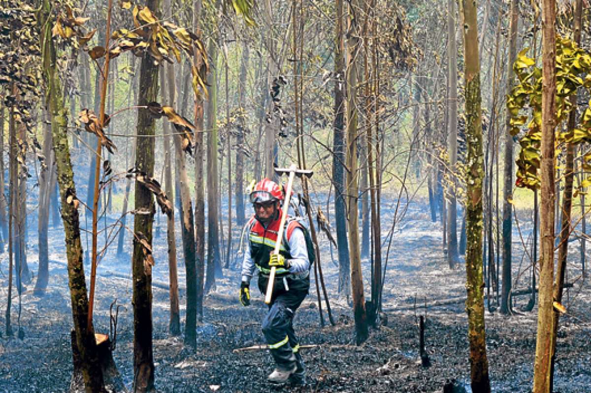La vegetaci&oacute;n de 3 zonas en Latacunga sufri&oacute; da&ntilde;os, la p&eacute;rdida de fauna a&uacute;n est&aacute; en evaluaci&oacute;n. Foto: Silvia Osorio / para El Tel&eacute;grafo