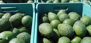 Aguacateros se capacitan para mejorar el cultivo