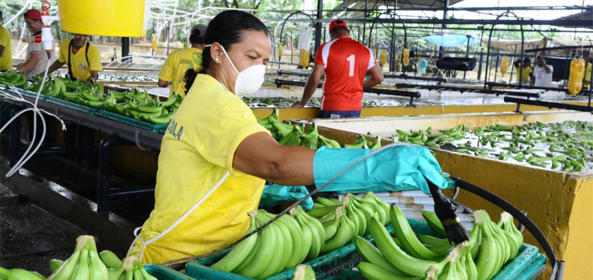 El sector bananero de Ecuador genera unos 200.000 empleos directos y la misma cantidad de indirectos.