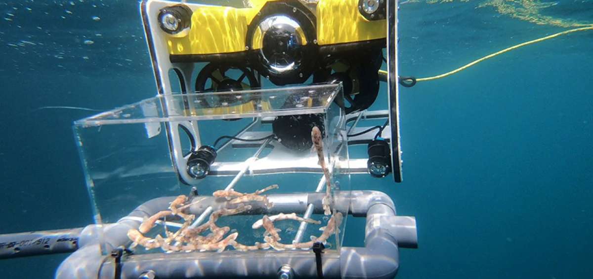 Desde la d&eacute;cada del 60 existe la rob&oacute;tica subacu&aacute;tica en el &aacute;rea militar y en el sector de explotaci&oacute;n de petr&oacute;leo y gas. Ahora se enfoca a la conservaci&oacute;n.