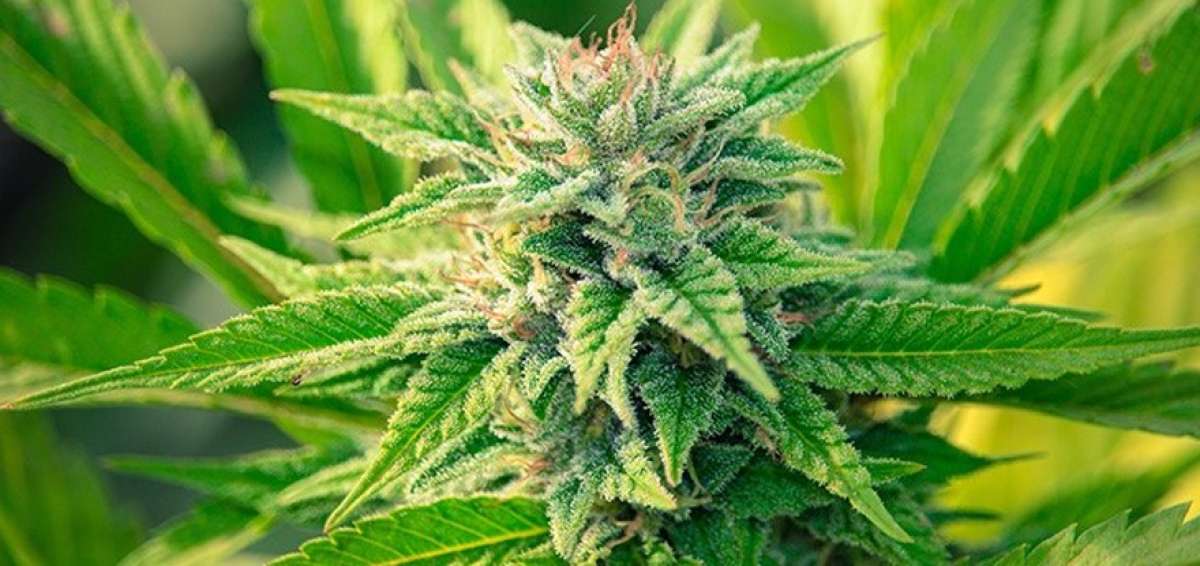 Salud define las patolog&iacute;as que usar&aacute;n 'cannabis'