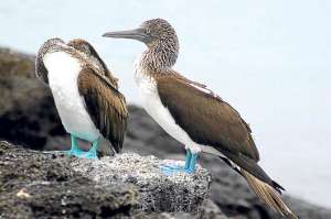 Los piqueros patas azules son una especie end&eacute;mica de las Islas Gal&aacute;pagos. Foto: Archivo.