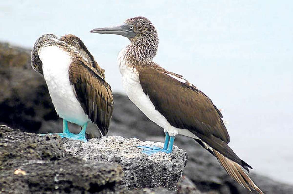 Los piqueros patas azules son una especie end&eacute;mica de las Islas Gal&aacute;pagos. Foto: Archivo.