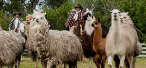 Las alpacas y las llamas forman parte del entorno natural que se puede disfrutar en el cant&oacute;n Mej&iacute;a.