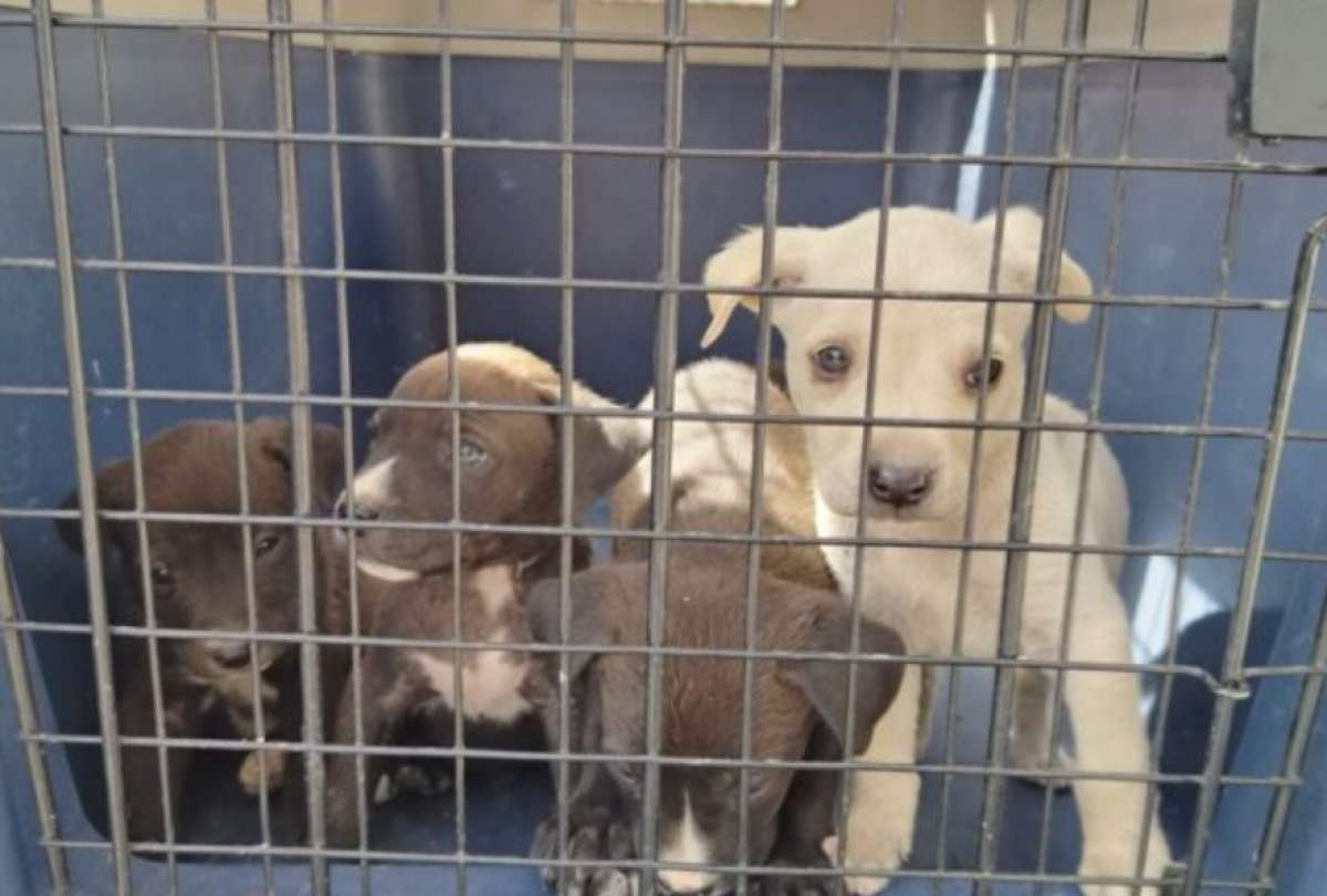 La AMC halló a una perrita y sus cachorros en condiciones de desnutrición y golpes. El hecho sucedió en el sur de la capital. La responsable enfrentará una multa de 4 700 dólares.