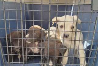 La AMC halló a una perrita y sus cachorros en condiciones de desnutrición y golpes. El hecho sucedió en el sur de la capital. La responsable enfrentará una multa de 4 700 dólares.