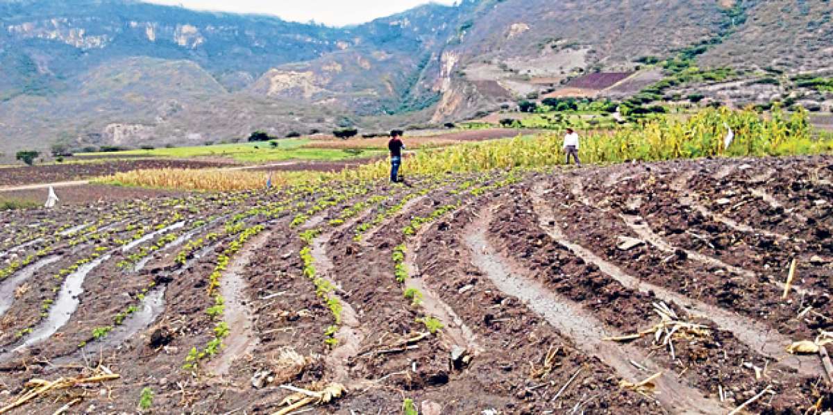 Los cultivos de la cuenca del Jubones ahora ser&aacute;n monitoreados debido a los efectos del cambio clim&aacute;tico. Foto: Cortes&iacute;a MAE