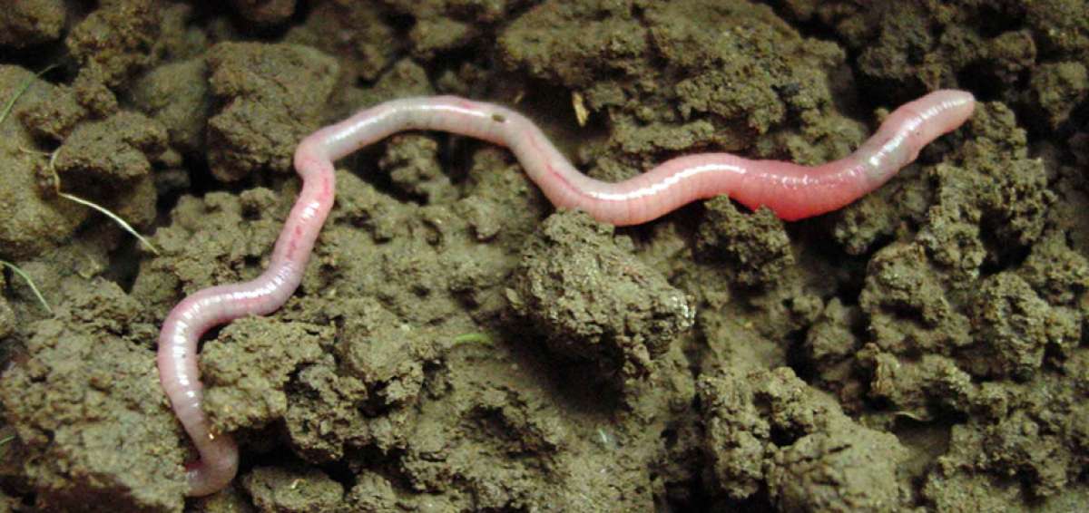 En las zonas tropicales las lombrices son mucho m&aacute;s grandes, pero tienen una baja densidad de poblaci&oacute;n; la biomasa total de ellas es menor.