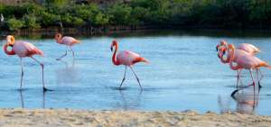 Censo parcial registra 218 flamingos en el archipi&eacute;lago de Gal&aacute;pagos
