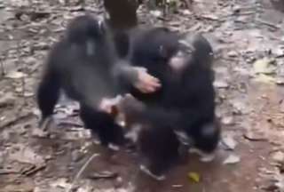 Emotiva reacción de un chimpancé al reencontrarse con su familia