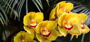 Las nuevas orqu&iacute;deas viven sobre los &aacute;rboles