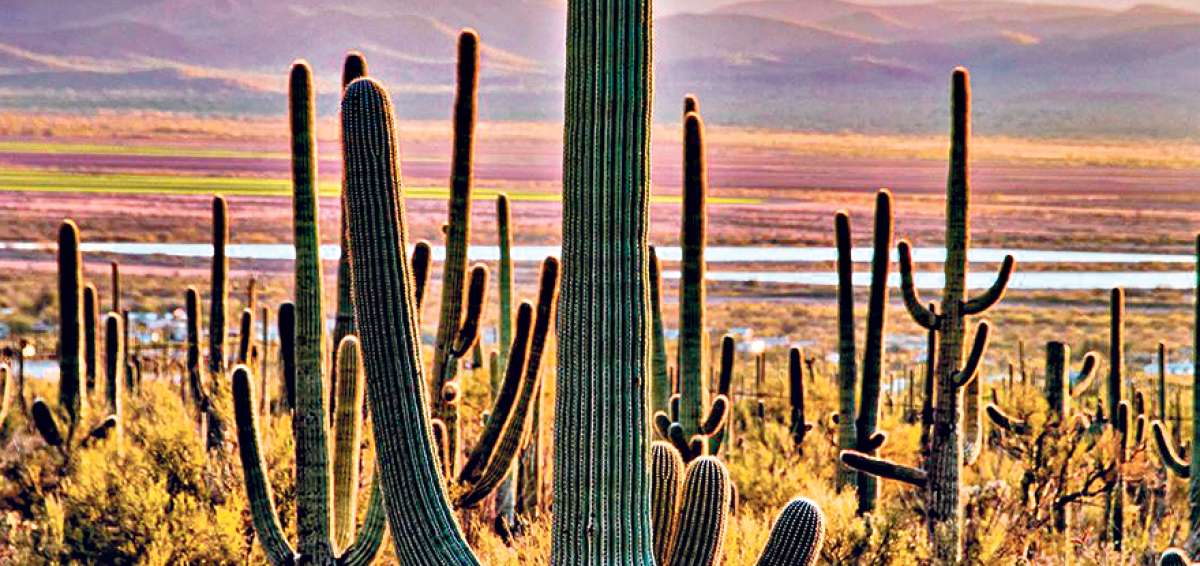 Los microchips, que miden medio cent&iacute;metro de largo y que son colocados en estos cactus protegidos, son parecidos a los implementados en mascotas. 