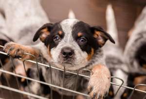 Nueva York le dice NO a la venta de perros, gatos y conejos
