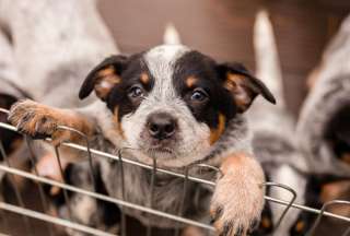 Nueva York le dice NO a la venta de perros, gatos y conejos
