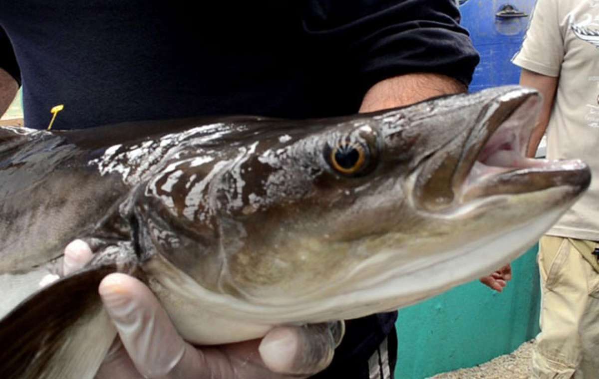 Peces cobia ponen en riesgo a especies pel&aacute;gicas