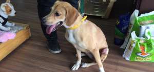 La perrita Martina, adem&aacute;s del rescate, recibi&oacute; atenci&oacute;n veterinaria hasta recuperarse, luego fue adoptada. Sus propietarios consideran que es amorosa.