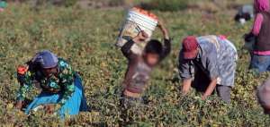 El trabajo infantil trae consecuencias negativas en ni&ntilde;os, ni&ntilde;as y adolescentes