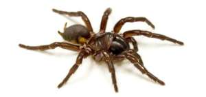 El veneno de una ara&ntilde;a podr&iacute;a ayudar a las v&iacute;ctimas de infarto cerebral