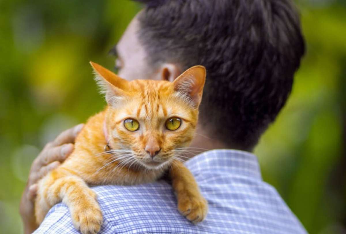 Por amor a su gata, anciano ofrece su herencia a quien la cuide tras su muerte